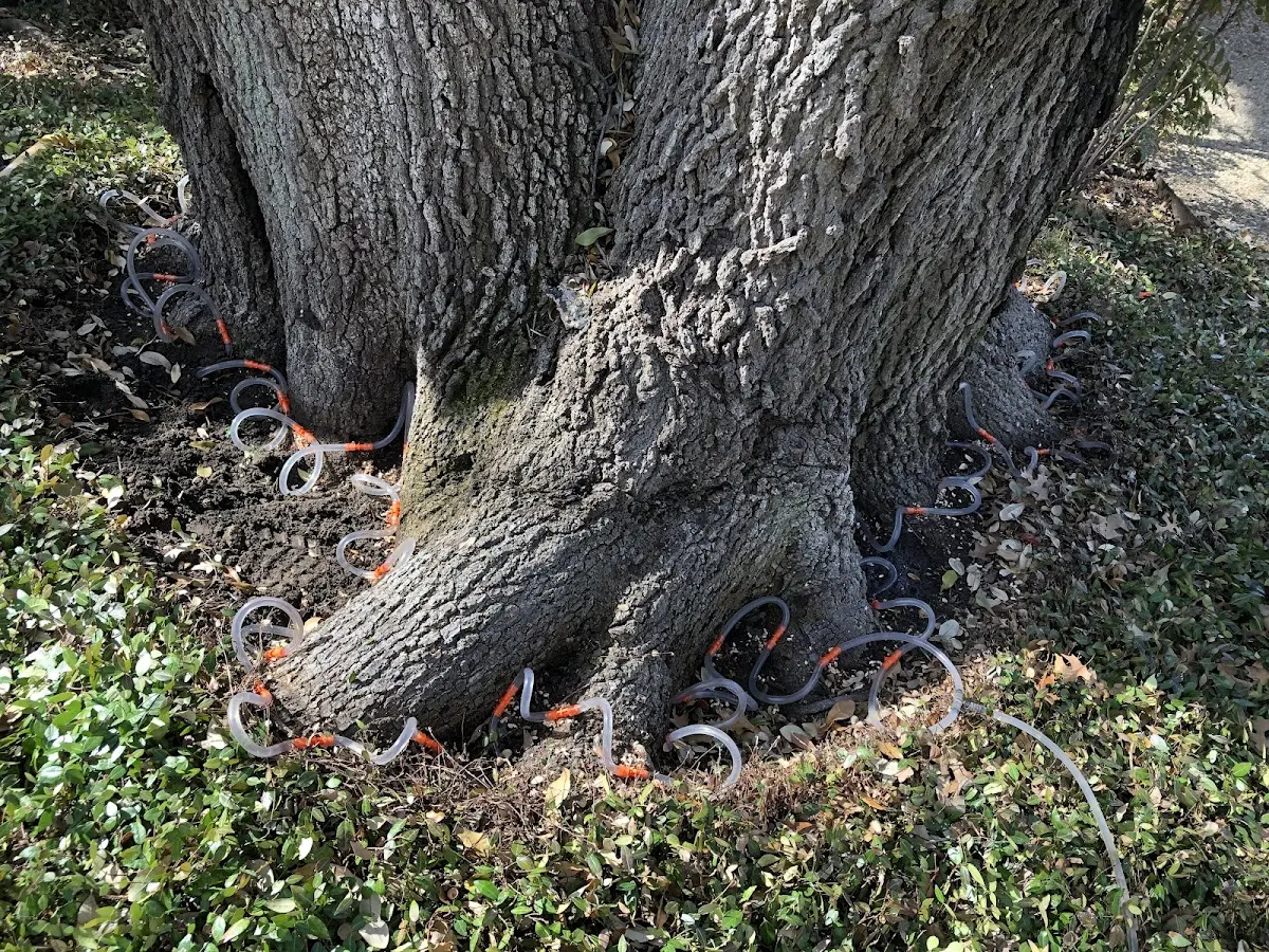 Detailed Tree Cabling and Bracing job site in Hilton