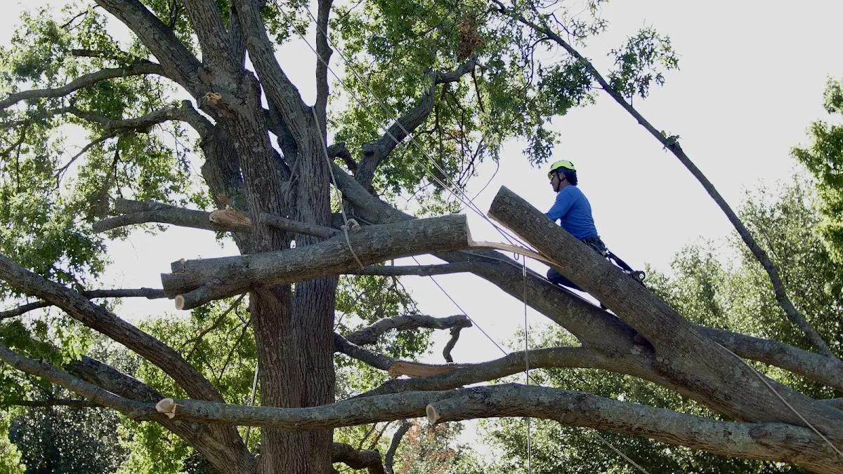 Professional Crown Thinning performed by certified arborists in Hilton