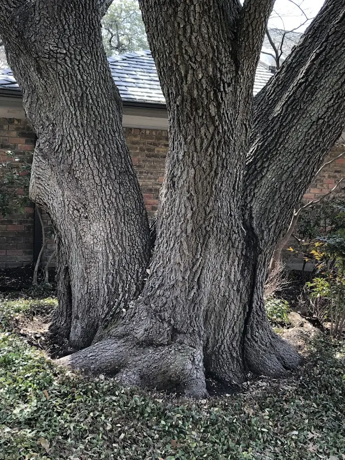 Mature heritage tree close to a Hilton property cared for by certified arborists